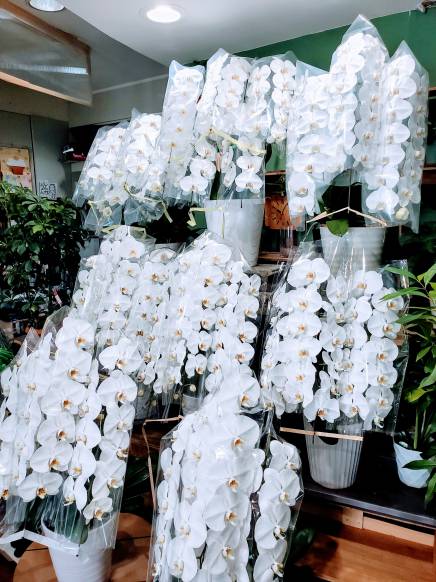 「しんかえん」　（兵庫県尼崎市）の花屋店舗写真3